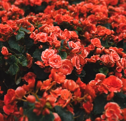 Professional florist arranging a beautiful floral display in a flower shop