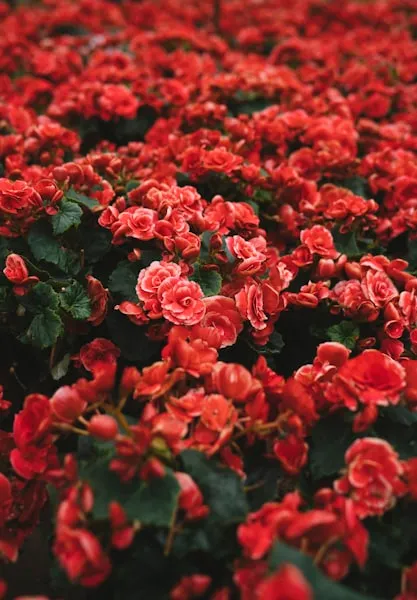 Fleuristes