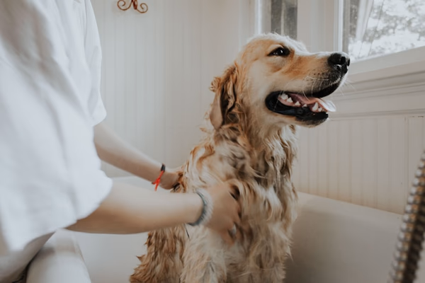 Professional pet groomer working with a dog in a modern grooming salon