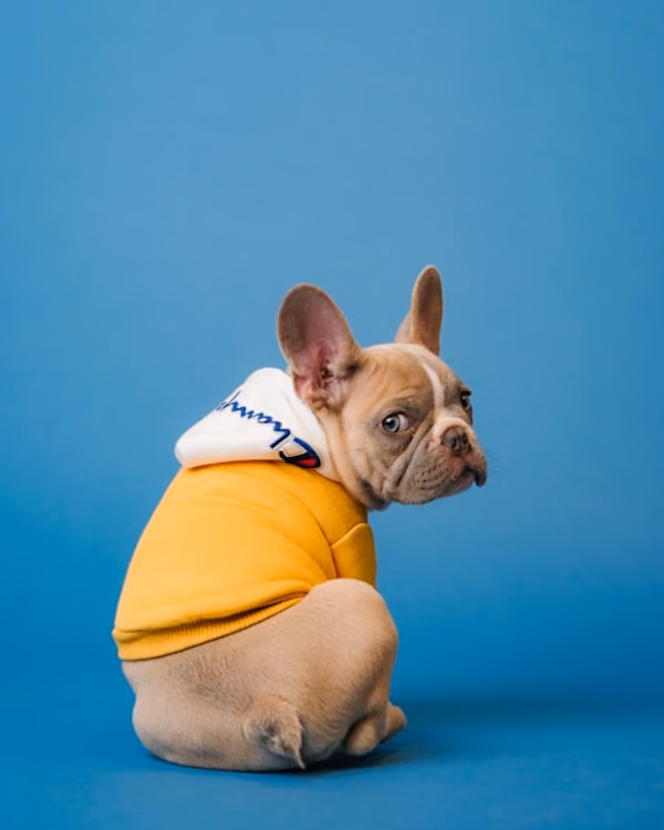 AI phone answering for veterinary clinics - virtual receptionist for vet practices