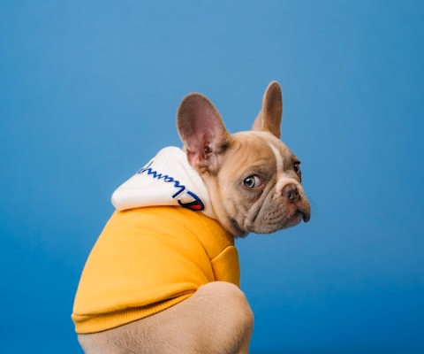 AI phone answering for veterinary clinics - virtual receptionist for vet practices